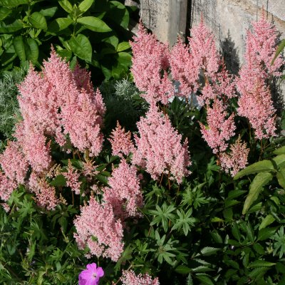 Astilbe arendsii Look at Me ®