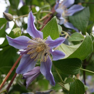 integrifolia Blue River ® (Zoblueriver), Klematis, C2