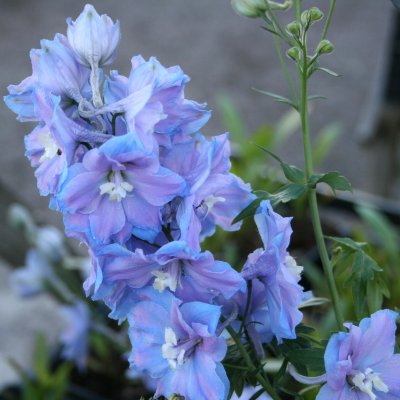 Delphinium elatum Pacific Cameliard, Praktriddarsporre, P9cm