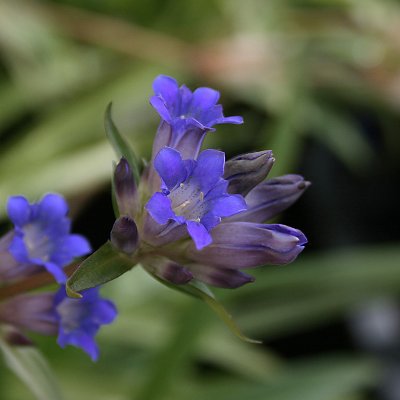 Gentiana dahurica, Krypgentiana, P9cm