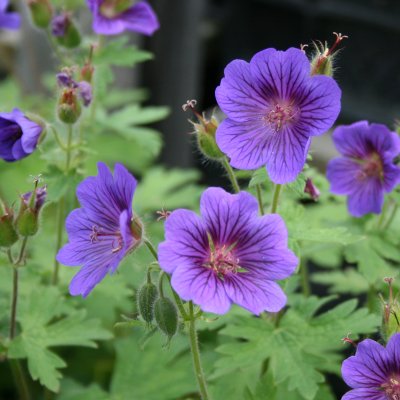 Geranium x magnificum Blue Blood, Kungsnäva