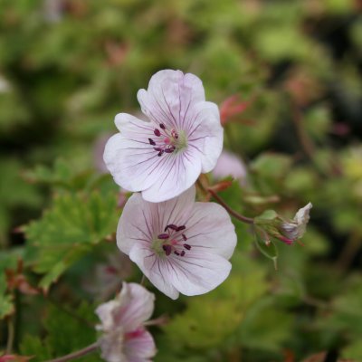 Geranium hybr. Lilac Ice, Trädgårdsnäva, P9cm