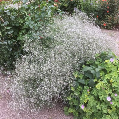 Gypsophila paniculata