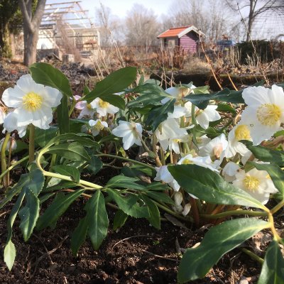 Helleborus niger Praecox