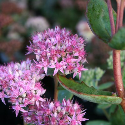 Hylotelephium spectabile Carmen