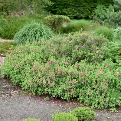 Kalmia angustifolia Rubra, Smalbladig Kalmia