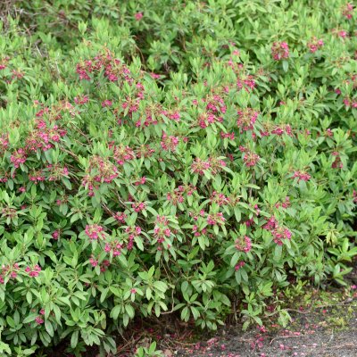 Kalmia angustifolia Rubra, Smalbladig Kalmia