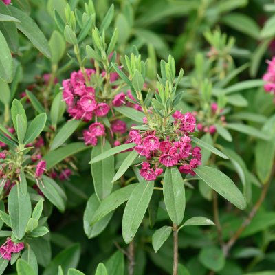 Kalmia angustifolia Rubra, Smalbladig Kalmia