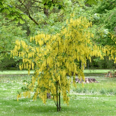 Laburnum x wateri Vossii, Gullregn