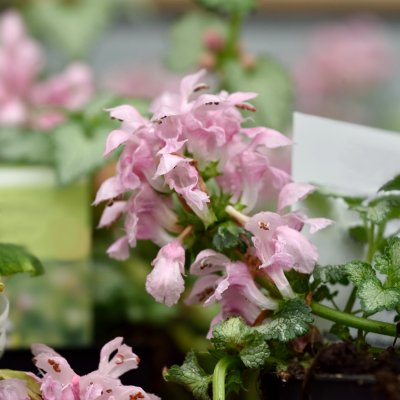 Lamium maculatum Pink Pewter, Rosenplister, P9cm