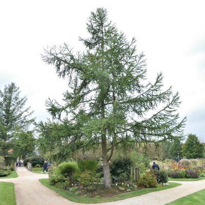 Larix kaempferi