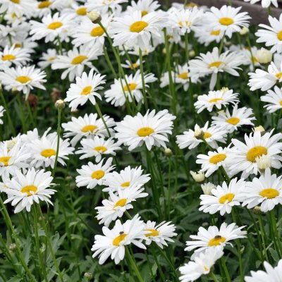Leucanthemum x s. Bröllopsgåvan, Jätteprästkrage