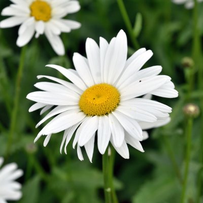 Leucanthemum x s. Bröllopsgåvan, Jätteprästkrage