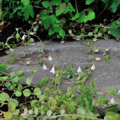 Linnaea borealis, Linnea, P9cm
