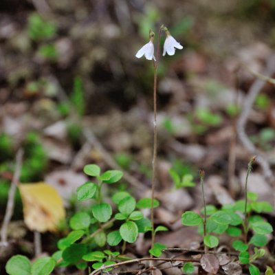 Linnaea borealis, Linnea, P9cm
