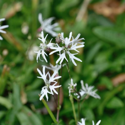 Lychnis flos-cuculi White Robin, Gökblomster, P9cm