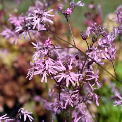 Lychnis flos-cuculi, Gökblomster