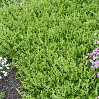 Lysimachia nummularia, Penningblad