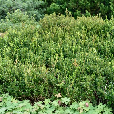 Buxus microphylla Faulkner, Buxbom