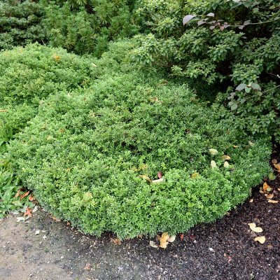 Buxus microphylla Herrenhausen