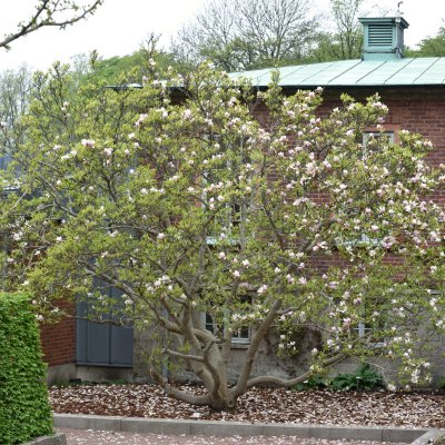 Magnolia x soulangeana