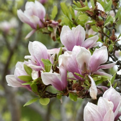 Magnolia × soulangeana