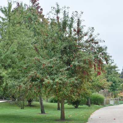 Malus Red Sentinel