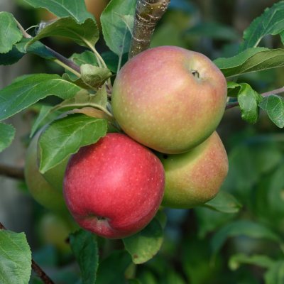 Sommaräpple, Collina, stam MM111 2års co