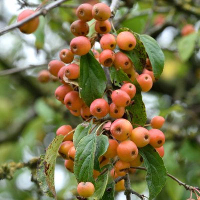 Malus × zumi Professor Sprenger