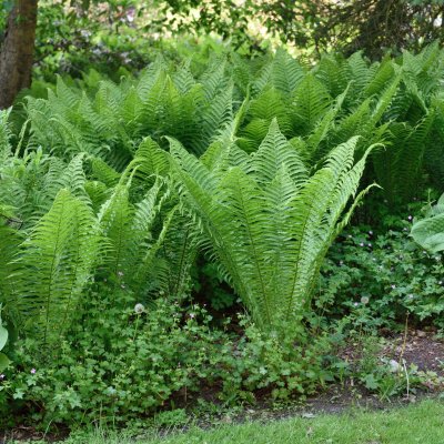 Matteuccia struthiopteris, Strutbräken