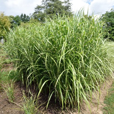Miscanthus sinensis Zebrinus, Zebragräs