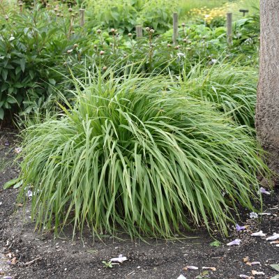 Molinia caerulea subsp. arundinacea Karl Foerster