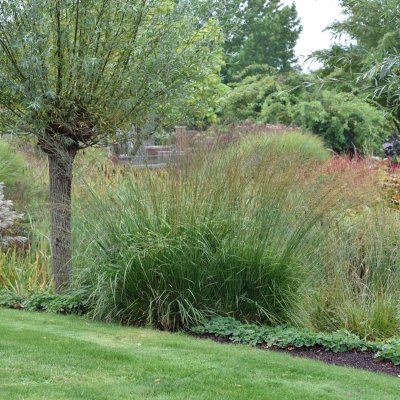 Molinia caerulea subsp. arundinacea Transparent, Jättetåtel, SQ1
