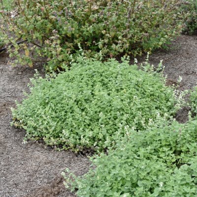 Nepeta faassenii Alba