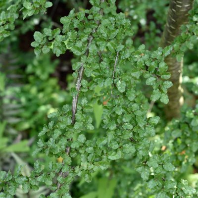 Nothofagus antarctica, Sydbok, 100-125 C