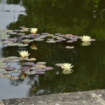 Nymphaea Odorata Sulphurea, Näckros, P11cm