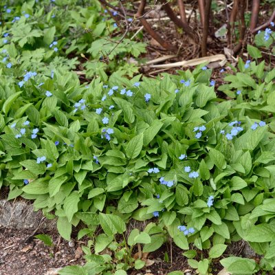 Omphalodes verna, Ormöga