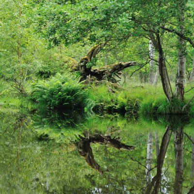 Osmunda regalis