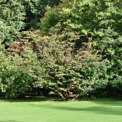 Parrotia persica, Papegojbuske