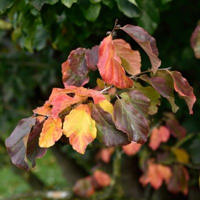 Parrotia persica, Papegojbuske