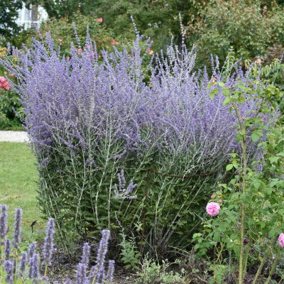 Perovskia atriplicifolia Blue Spire, Perovskia / Himmelsspira