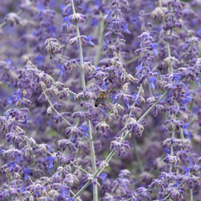 Perovskia atriplicifolia Blue Spire, Perovskia / Himmelsspira