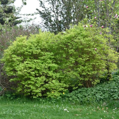 Philadelphus coronarius Aureus, Guldschersmin