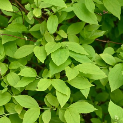 Philadelphus coronarius Aureus, Guldschersmin