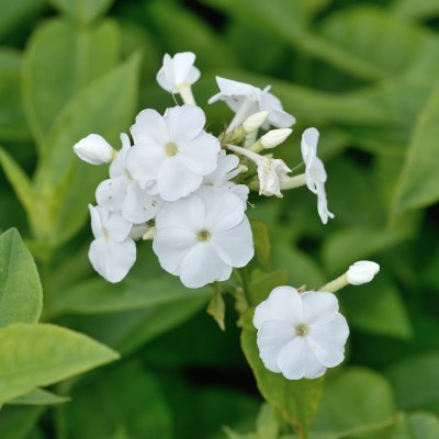 Phlox paniculata David, Höstflox