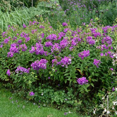 Phlox paniculata The King, Höstflox