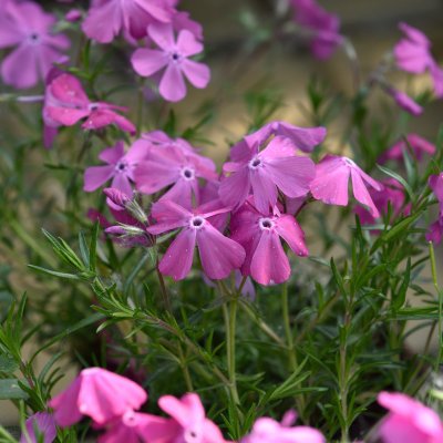 Phlox subulata Mac Daniel´s Cushion, Mossflox