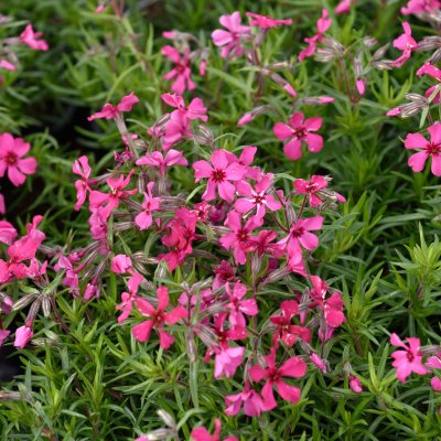 Phlox subulata Scarlet Flame, Mossflox