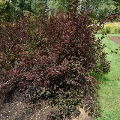 Physocarpus opulifolius Little Devil ® (Donna May), Djävulsbuske,Smällspirea