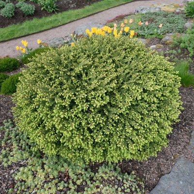 Picea abies Nidiformis, Fågelbogran